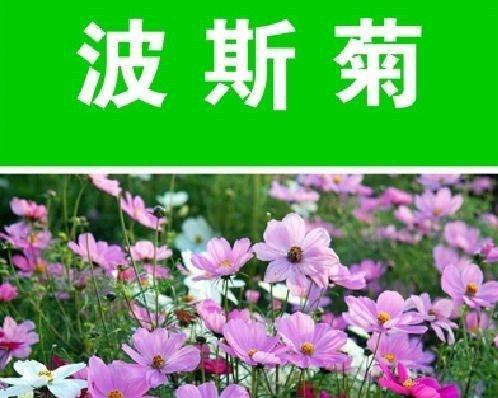 波斯菊和格桑花的区别是什么（描述格桑花的特点）