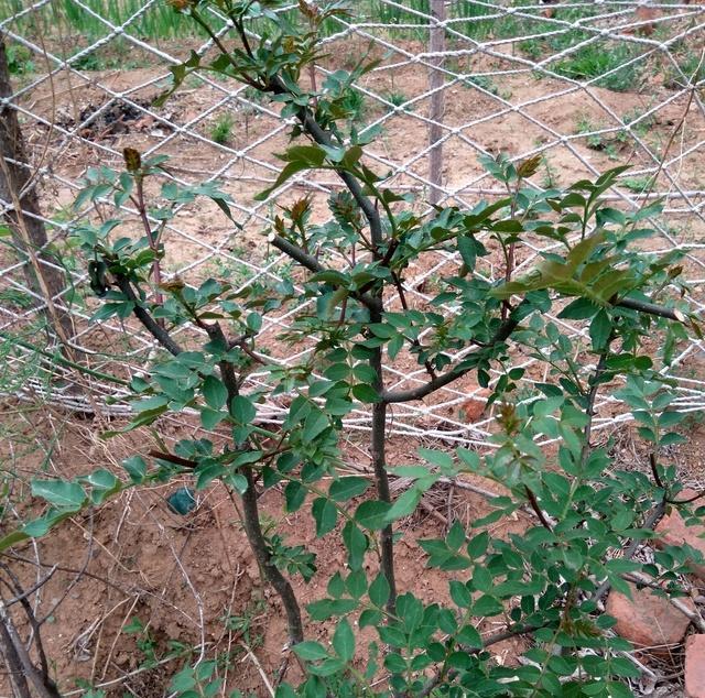 花椒树怎样修剪才能高产（花椒树修剪技术图解）