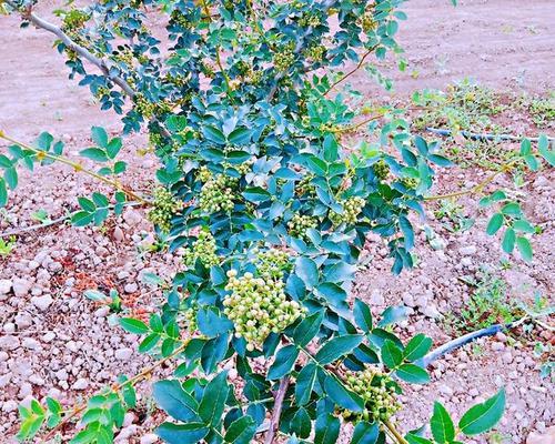花椒树怎样修剪才能高产（花椒树修剪技术图解）