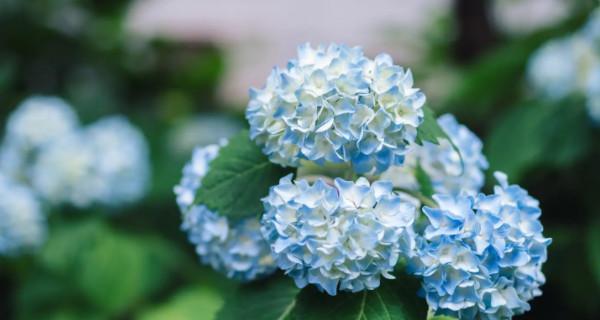 夏天适合种什么花（盘点夏天十种最美的花）