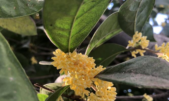 桂花树的特点有哪些（关于桂花树的详细介绍）