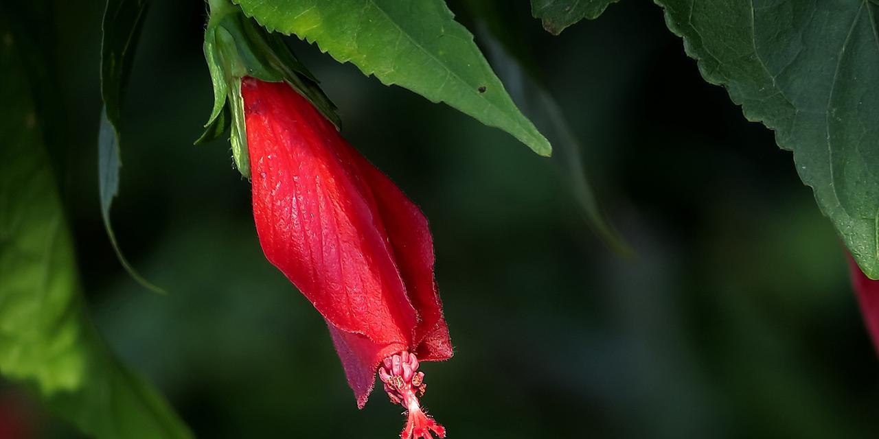 悬铃花什么时候开花（描述悬铃花的花期季节）