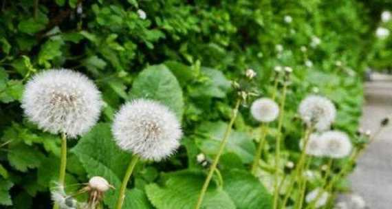 蒲公英什么季节种植（了解蒲公英的种植季节）