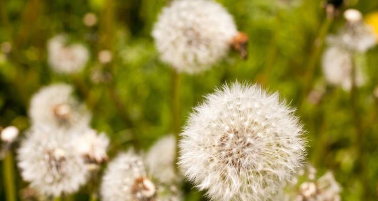 蒲公英什么季节种植（了解蒲公英的种植季节）