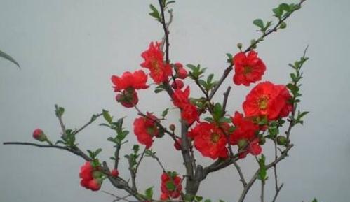 红海棠花怎么养殖（海棠花的养护和注意事项）