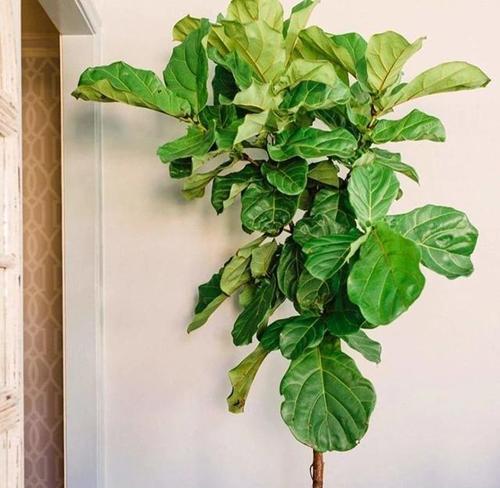 适合客厅的绿植有哪些（盘点五种适合摆在客厅的植物）