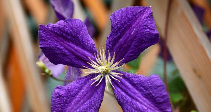 紫罗兰花有几种品种（常见的紫罗兰种类介绍）