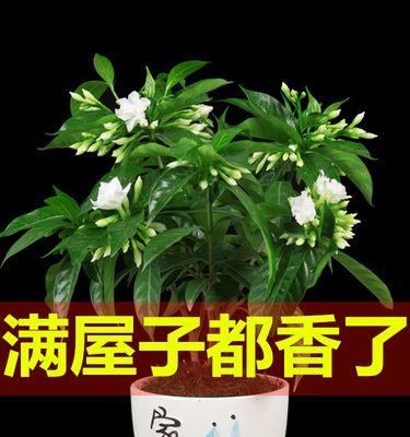 什么花草适合室内养（养的绿植排名）