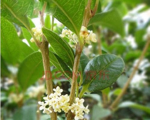 桂花树种子什么时候播种（桂花树的种植方法及时间）