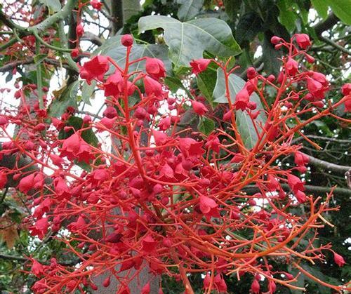 红花鸡蛋花是乔木还是灌木（红花鸡蛋花的栽培技术）