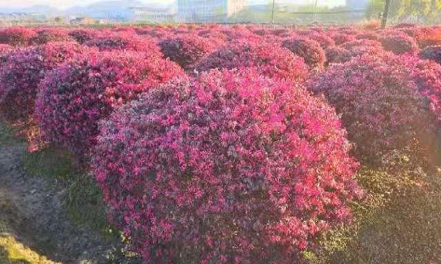 红花继木桩造型怎样选择（红花继木桩造型方法）