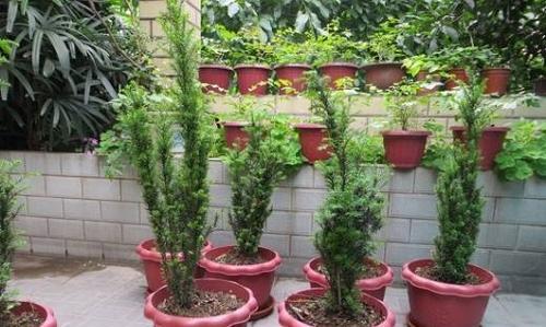 红豆杉的养殖方法和修剪（红豆杉的种植方法与管理）