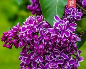 盆栽丁香花怎么养（丁香花盆栽的养护知识）