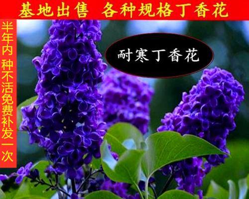 盆栽丁香花怎么养（丁香花盆栽的养护知识）