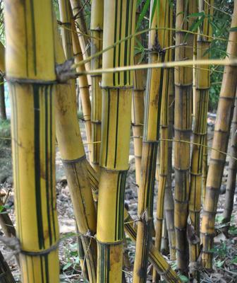 风景竹子的种类有哪些（常见的风景竹子介绍）