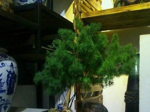 蓬莱松图片盆景怎么换土（蓬莱松的养护小妙招）