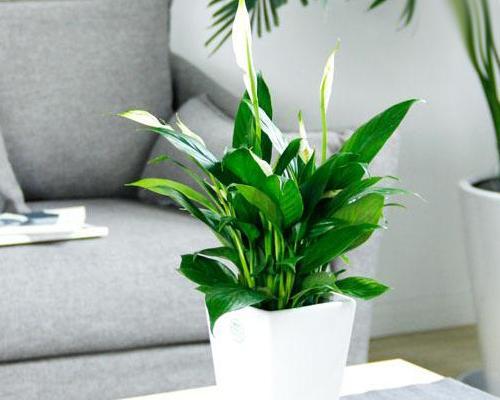办公室桌面绿植有哪些（适合办公室养的八种花介绍）