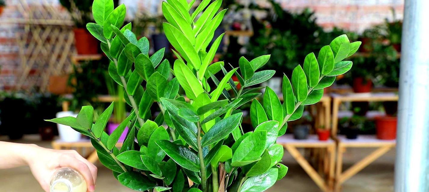 发财树的种植方法及保养方法（打造财运之树）