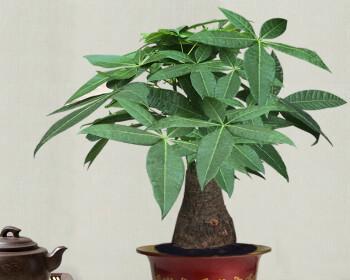 发财树的种植方法及保养方法（打造财运之树）