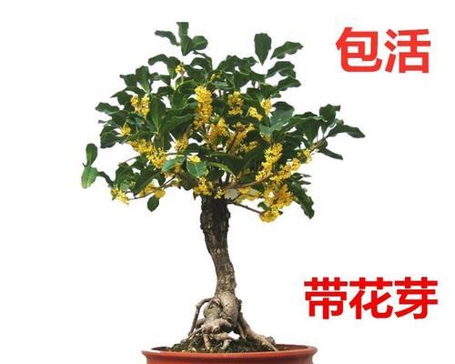 桂花树嫁接时间和方法（掌握嫁接技巧）