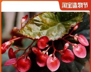 大叶四季海棠花怎么养（大叶四季海棠的养护知识）