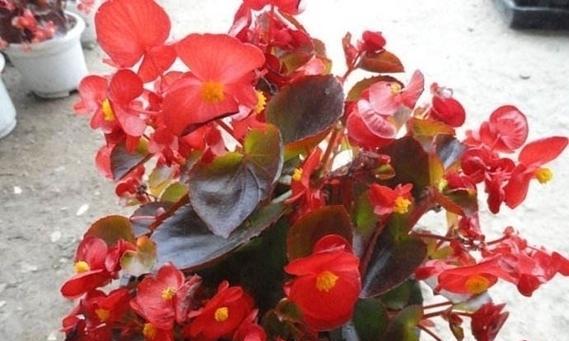 大叶四季海棠花怎么养（大叶四季海棠的养护知识）