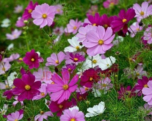 格桑花怎么种植（格桑花种子种植方法和时间）