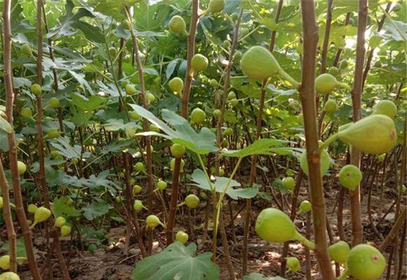 怎样种植无花果树（无花果树种植技术与管理）