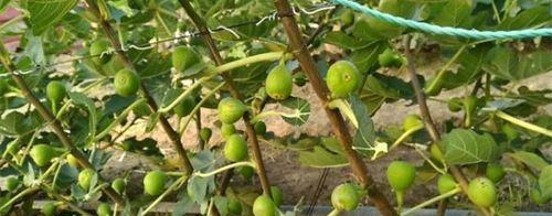 怎样种植无花果树（无花果树种植技术与管理）