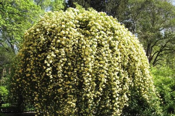 木香花的养殖方法是什么（养木香花的注意事项）