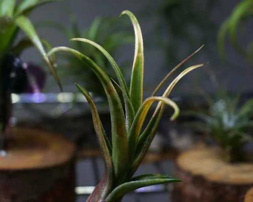 空气凤梨花的养殖方法和注意事项（打造室内绿意）