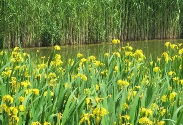 菖蒲的花语与文化背景（从神圣的花园到文人雅士的墨宝）