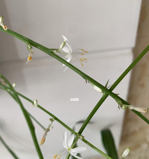 吊兰开花的寓意（唤醒希望的绿色奇迹）