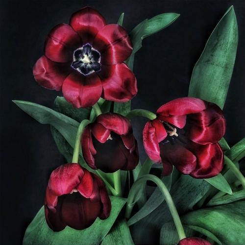 冬日花开的花语与寓意（冬季花卉传递的温暖与希望）