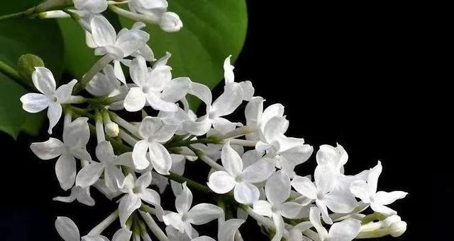 冬日花开的花语与寓意（冬季花卉传递的温暖与希望）