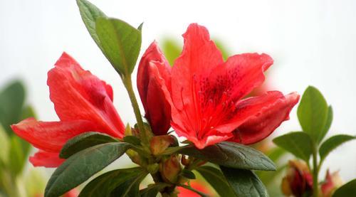杜鹃花的花语与意义（揭示杜鹃花的神秘寓意与象征）