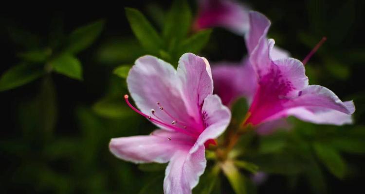 杜鹃花（探索杜鹃花的丰富象征意义）