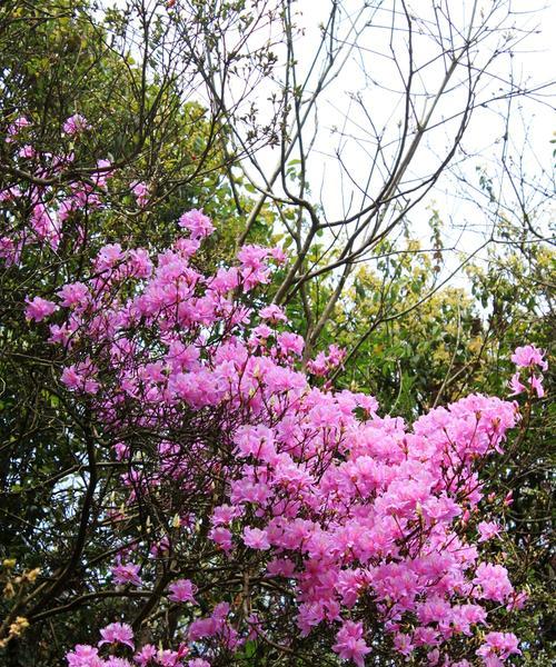杜鹃花（探索杜鹃花的丰富象征意义）