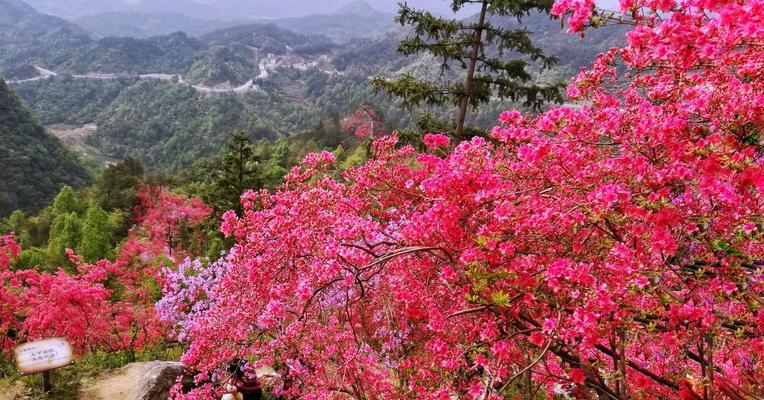 杜鹃花的寓意——唤醒美丽与自由的象征（以花之名）