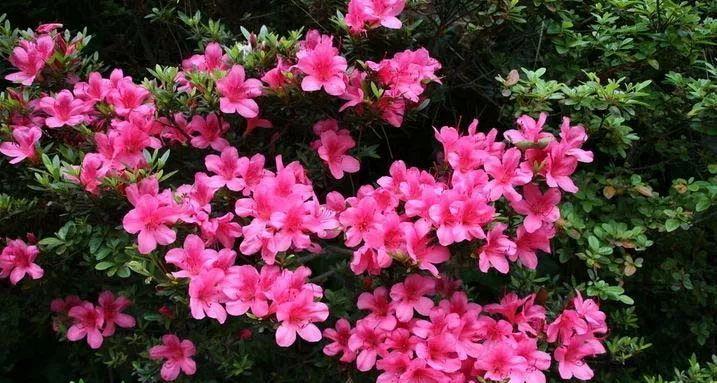 杜鹃花（寓意深远）