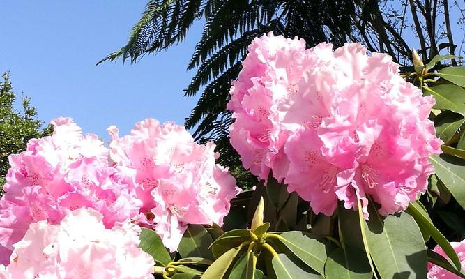 杜鹃花（探寻杜鹃花的花语与文化内涵）