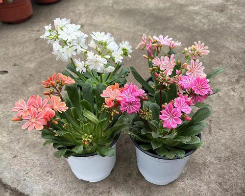 多年生草本植物的象征意义与传承（探寻植物代表意义）