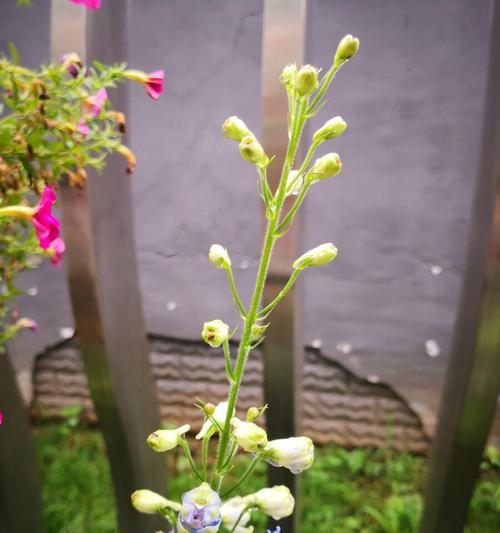 飞燕草的花语及其美丽传说（飞燕草花语的神秘魅力与文化内涵）