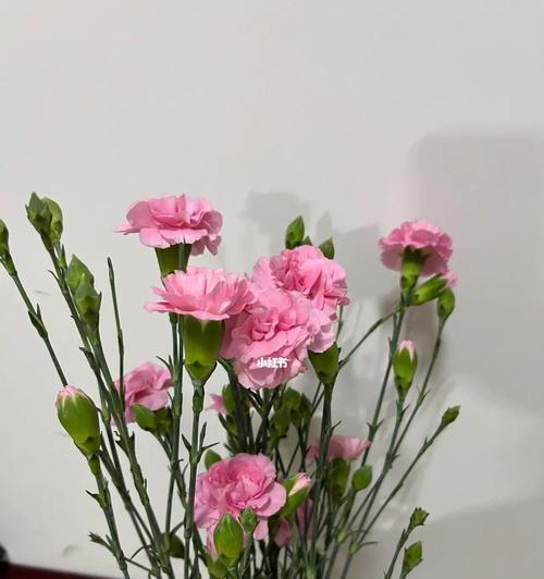 粉康乃馨的花语与寓意（优雅）
