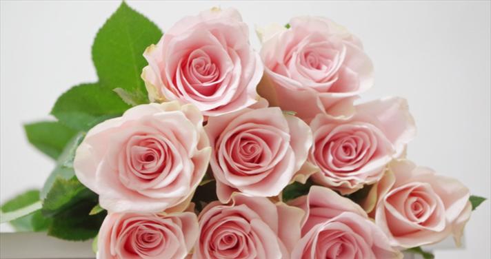 粉玫瑰花的含义与象征（探索粉玫瑰花所传递的情感和意义）