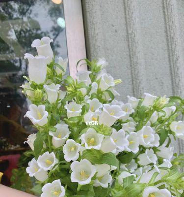 缤纷风铃草花语传情（以不同颜色风铃草的花语为主题）