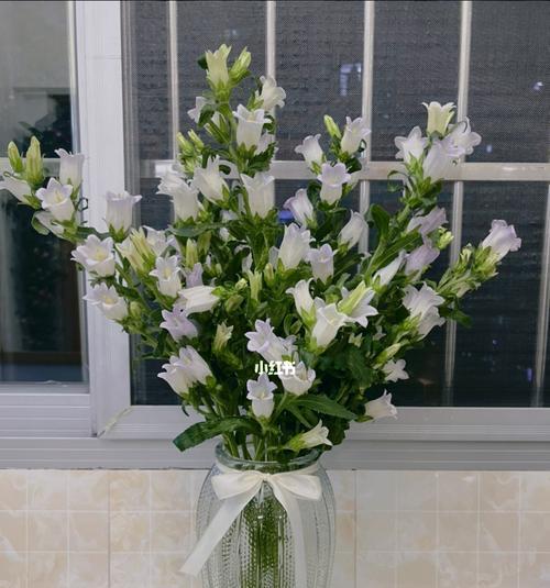 风铃草的美与寓意（探寻风铃草的独特之处及代表意义）