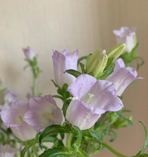 风铃草的美与寓意（探寻风铃草的独特之处及代表意义）