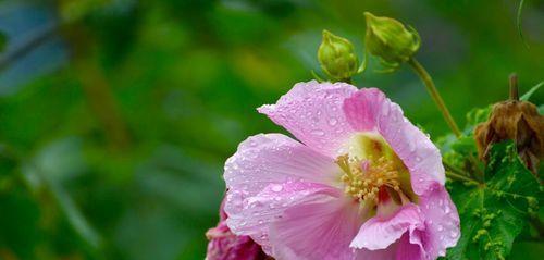 以芙蓉花的寓意为主题的文章（芙蓉花的美丽与象征意义）