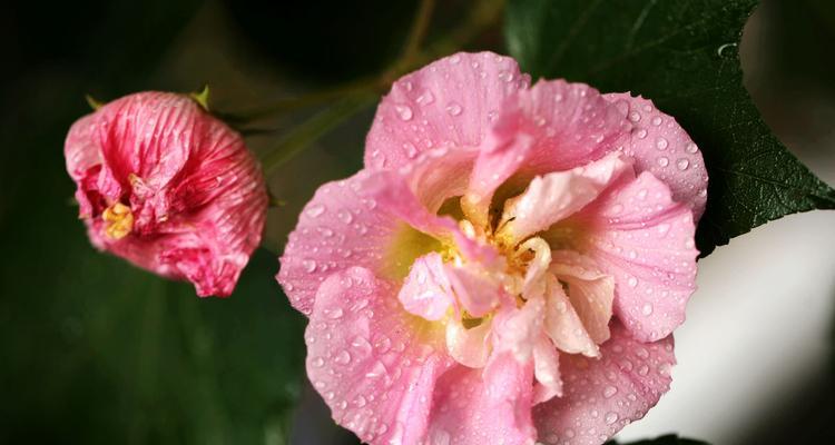 以芙蓉花的寓意为主题的文章（芙蓉花的美丽与象征意义）